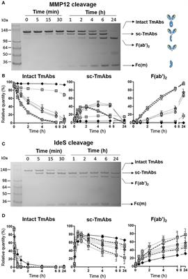 The Proteolytic Cleavage of Therapeutic Monoclonal Antibody Hinge Region: More Than a Matter of Subclass